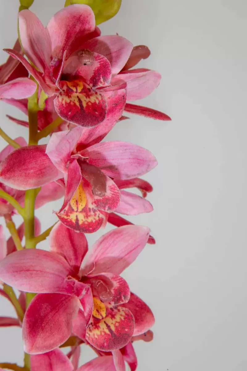 Cymbidium Orchid Stem