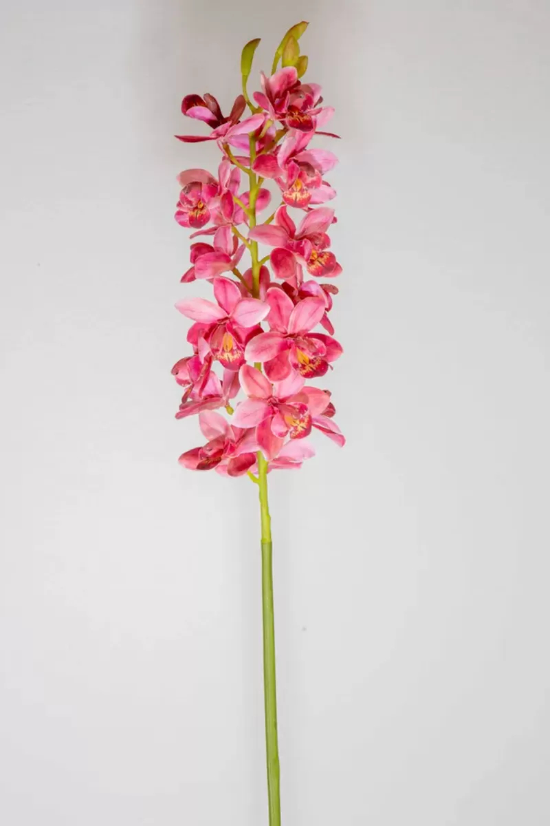 Cymbidium Orchid Stem