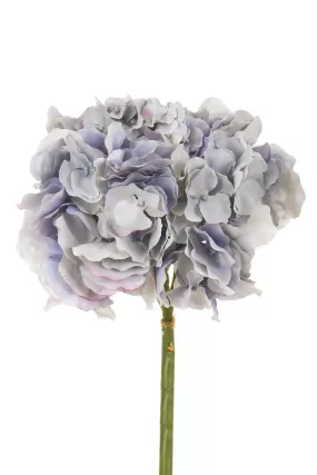 English Hydrangea, Light Blue