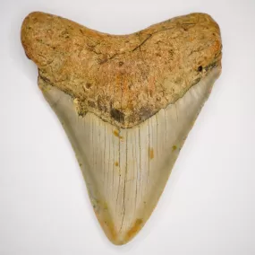 Megalodon Fossil Shark Tooth Authentic