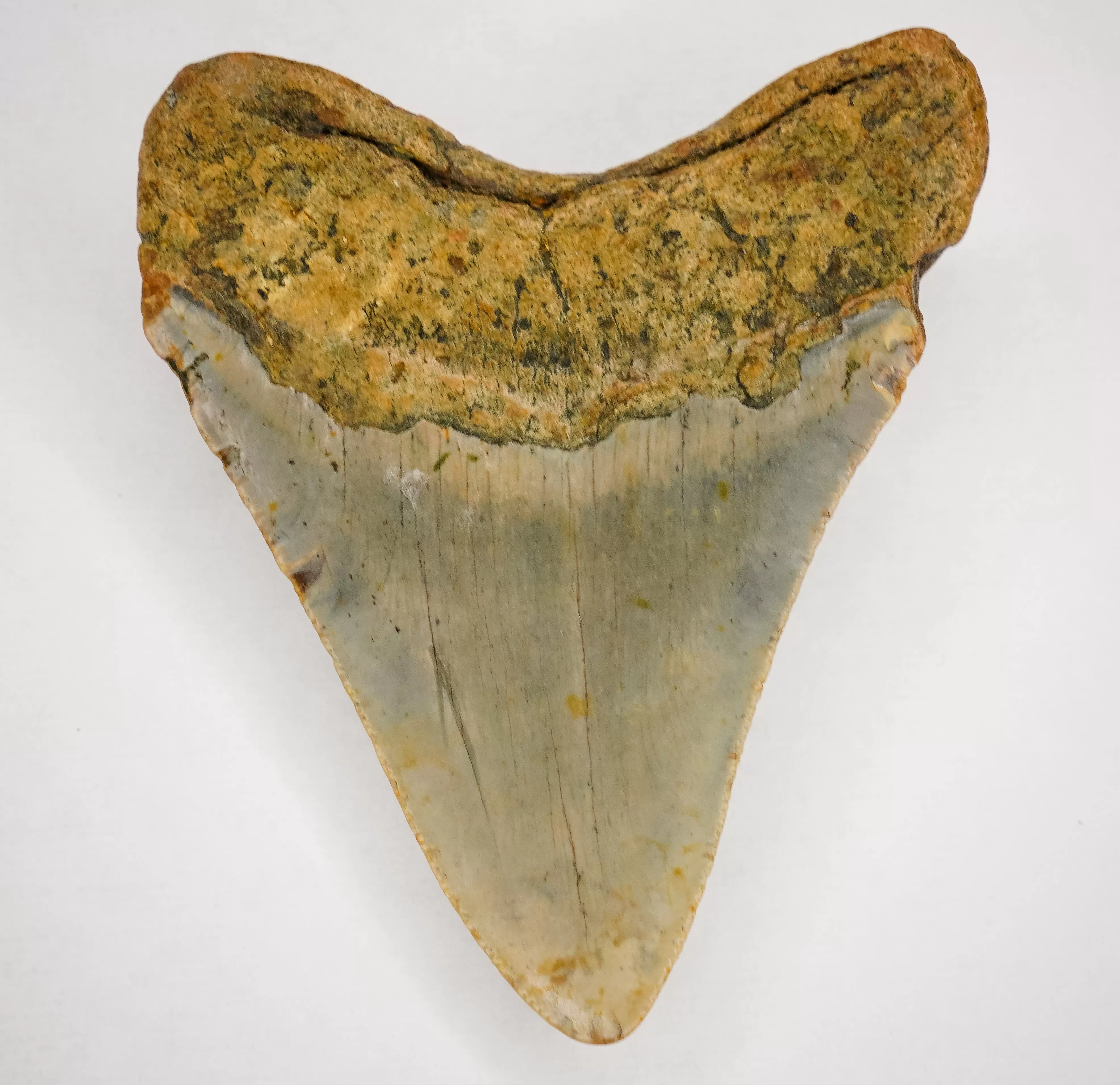 Megalodon Fossil Shark Tooth Authentic