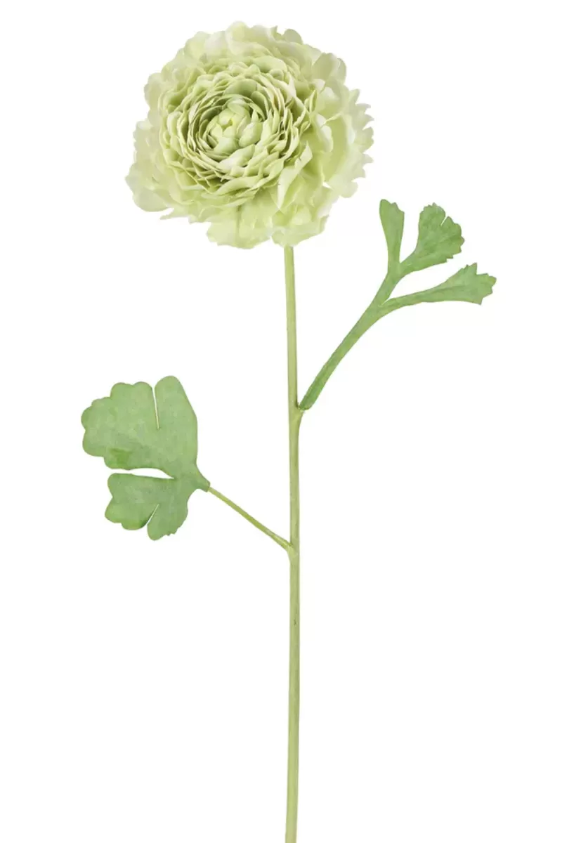 Ranunculus Stem