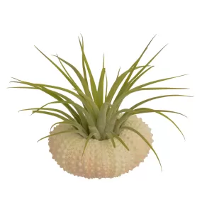 Sea Urchin Holder   Tillandsia