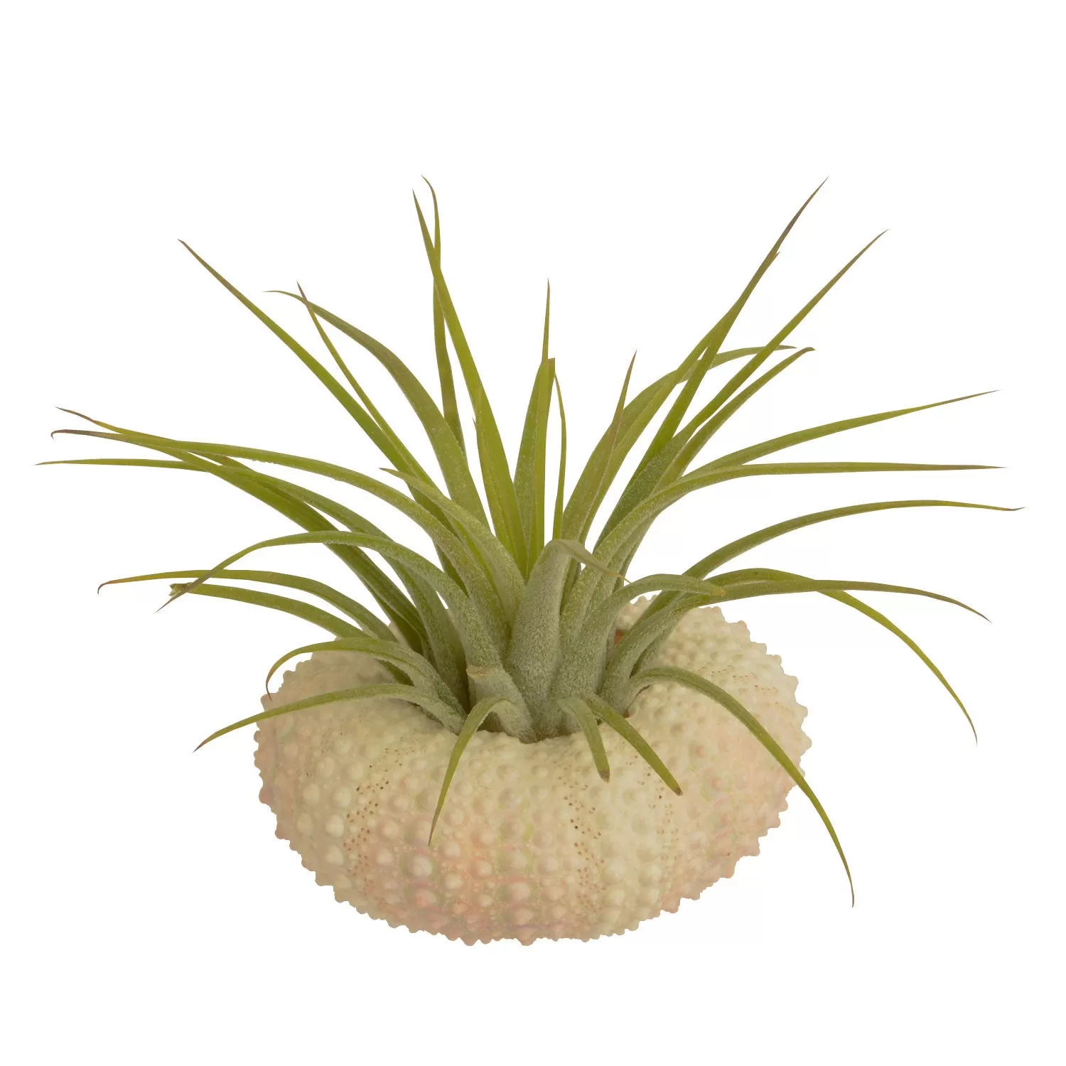 Sea Urchin Holder   Tillandsia